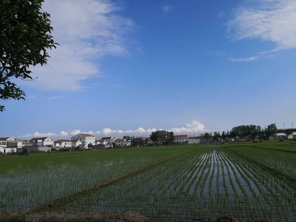 Hermoso Paisaje Con Campo Árboles Cielo Azul — Foto de Stock