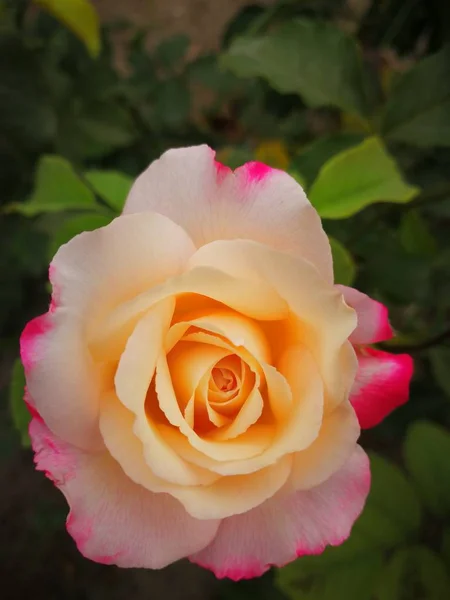 ดอกก หลาบส ชมพ สวยงามในสวน — ภาพถ่ายสต็อก