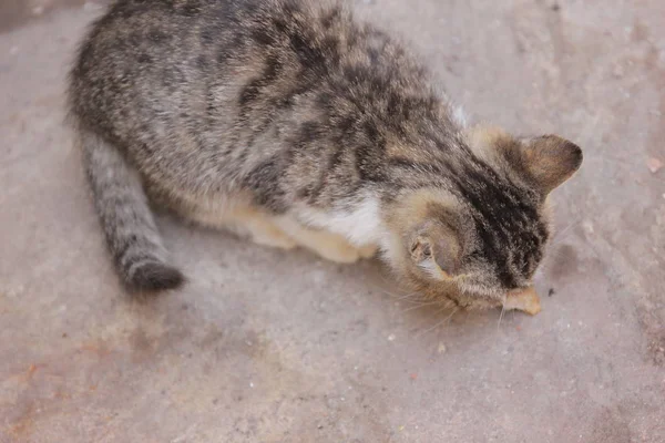 Gato Calle — Foto de Stock