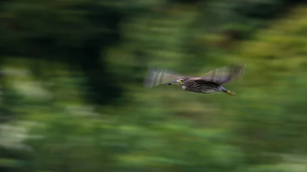 a bird in flight