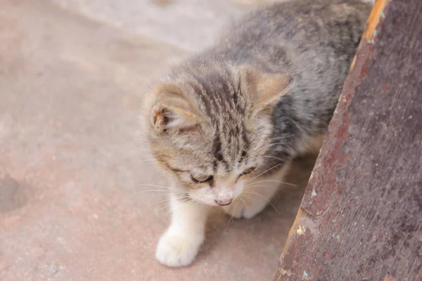 Gato Calle — Foto de Stock