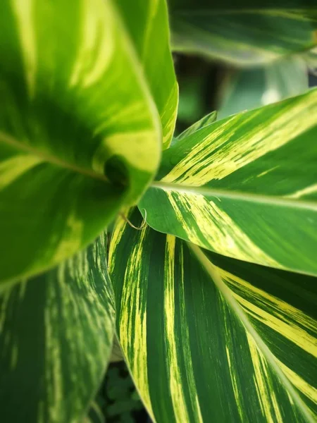 Fondo Hoja Verde Flora — Foto de Stock