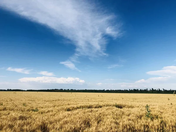 Сільськогосподарське Поле Сільській Місцевості — стокове фото