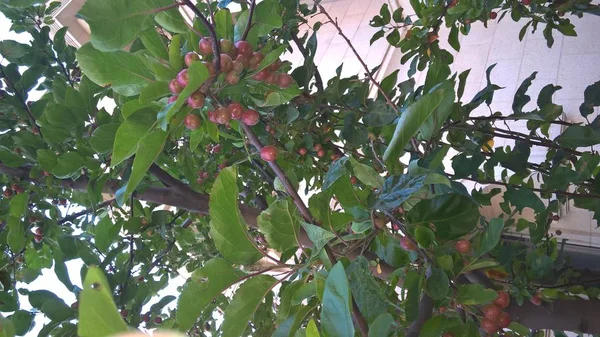 green tree with fruits, summer tree flora