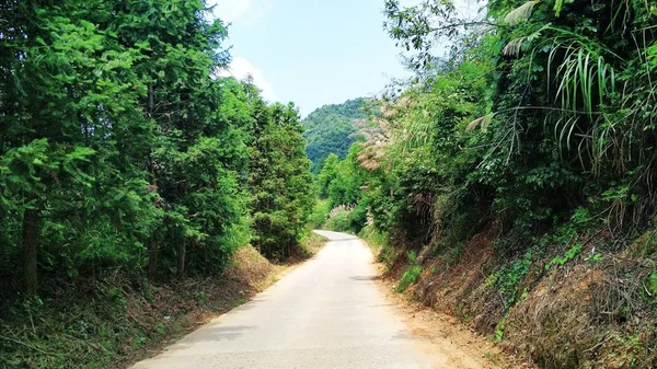 Estrada Rural Floresta — Fotografia de Stock