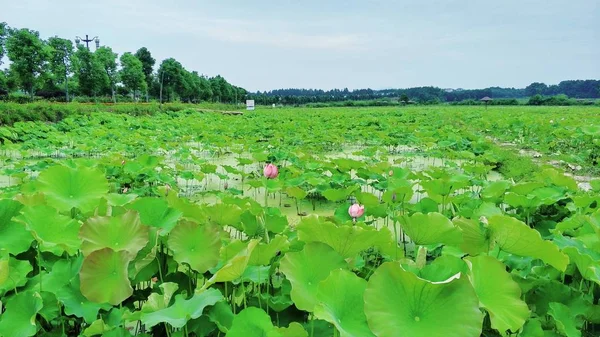 Lotus Vannlilje Botanikk – stockfoto