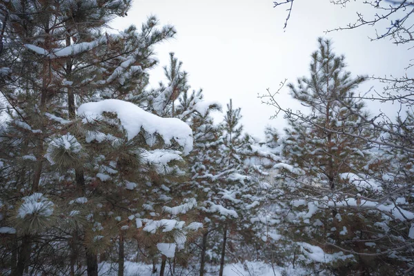 Paisaje Invierno Con Nieve — Foto de Stock