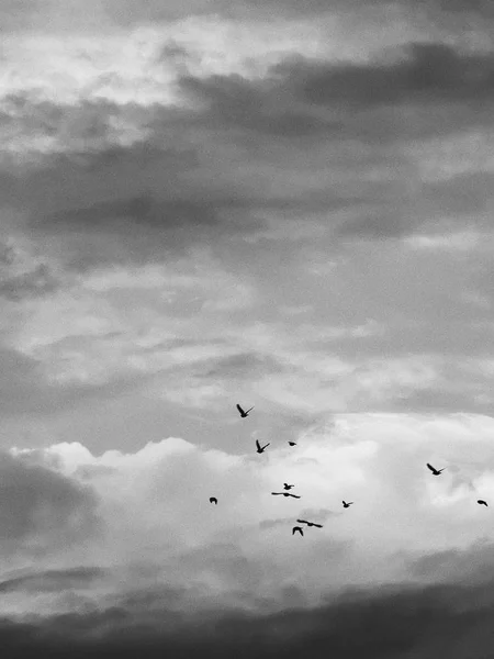 Gaviotas Volando Cielo — Foto de Stock