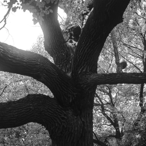 tree branches in forest, flora and nature