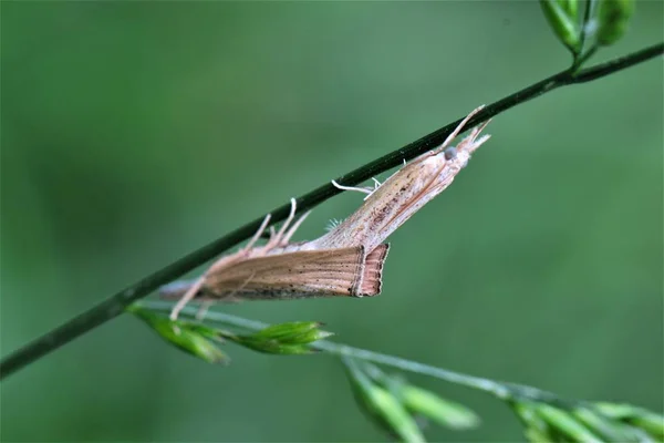 Insecto Flora Fauna — Foto de Stock