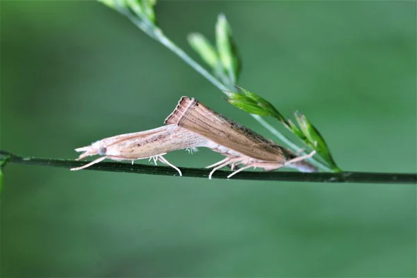 動物の袋昆虫の生き物 — ストック写真