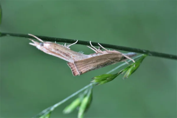 Insectos Naturaleza Insectos Pequeños — Foto de Stock