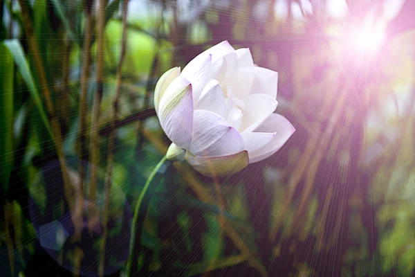 Bloeiende Prachtige Tuin Bloemen Flora — Stockfoto