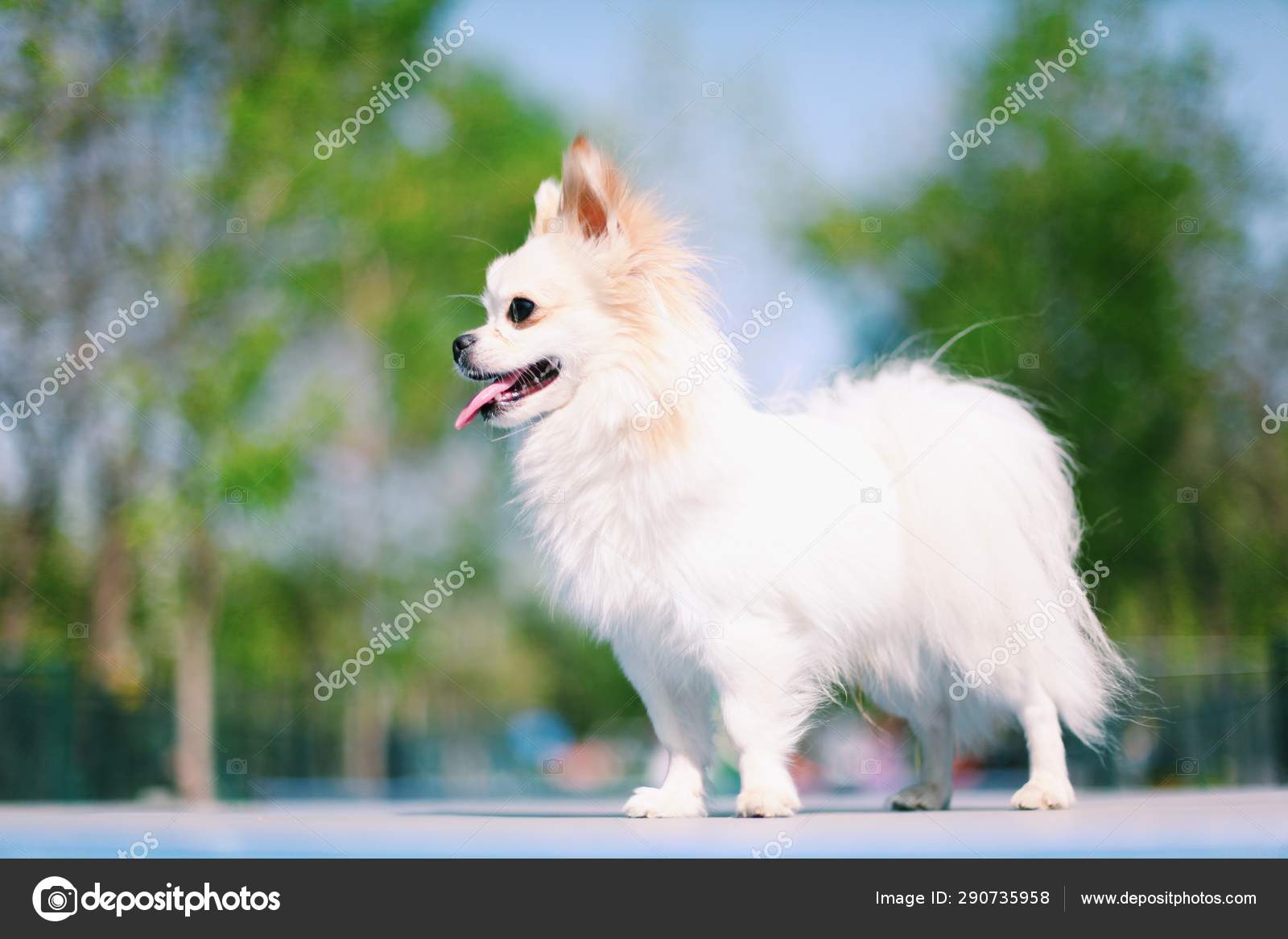 公園の可愛い犬 ストック写真 C Imaginechina Tuchong