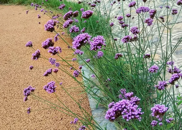 Hermosas Flores Jardín — Foto de Stock