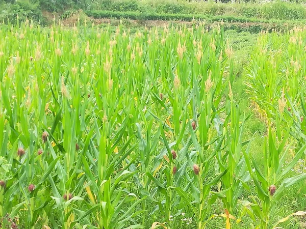 stock image green grass field in summer