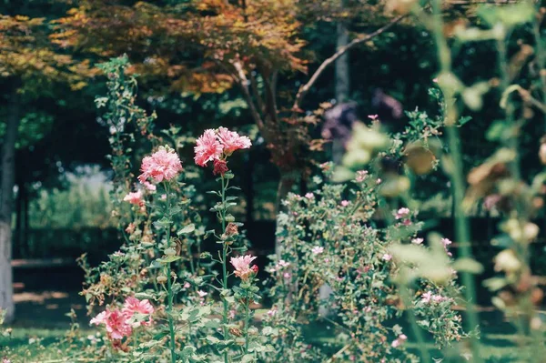 Fiori Rosa Giardino — Foto Stock