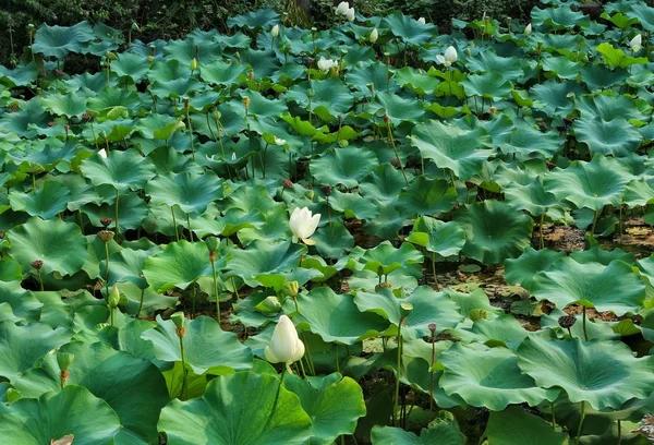 Hermoso Plano Botánico Fondo Pantalla Natural — Foto de Stock