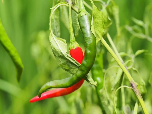 red chili peppers in the garden