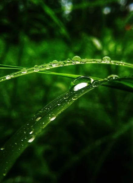 Gocce Acqua Nell Erba Gocce Rugiada — Foto Stock