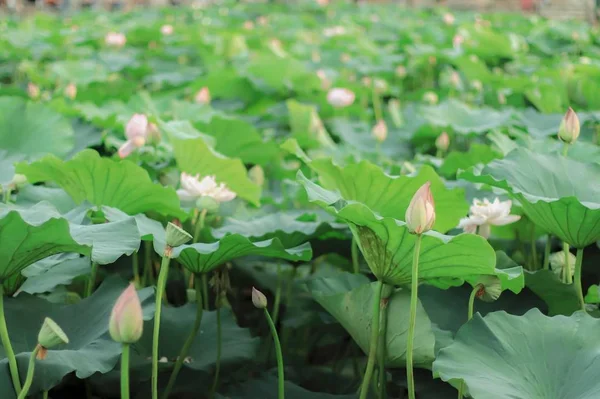 Hermosas Flores Loto Flor Estanque — Foto de Stock