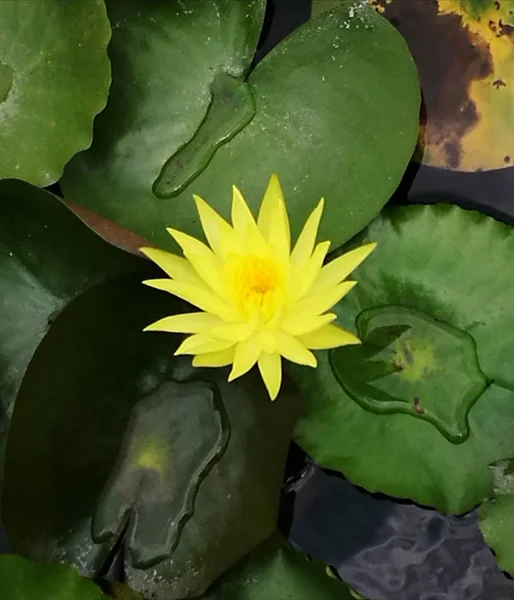 Macro shot of yellow lotus