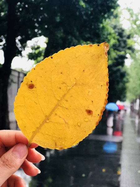 Hoja Otoño Parque — Foto de Stock