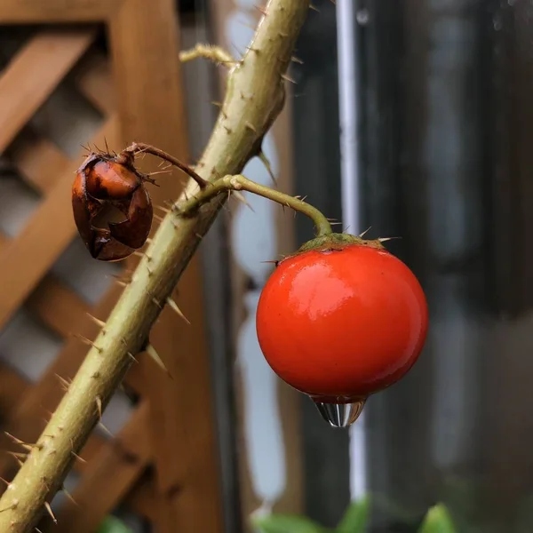 red tomato on a tree
