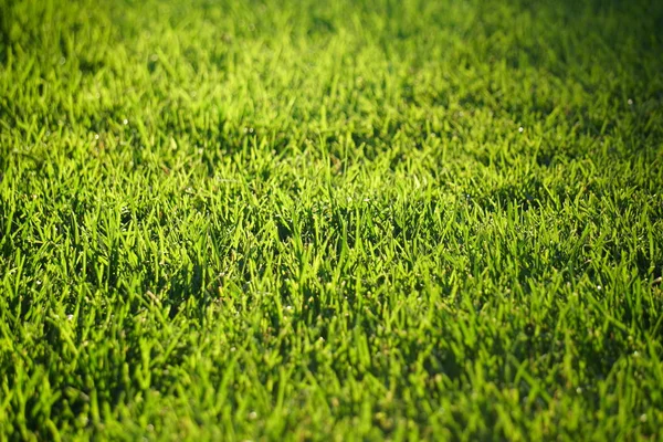 green grass field in the morning