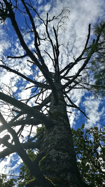 tree branches in forest, flora and nature