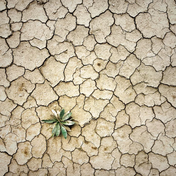 砂漠で地球を砕き — ストック写真