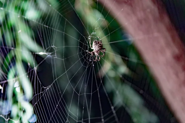 Telaraña Flora Fauna — Foto de Stock