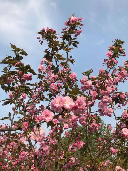 beautiful pink flowers on a background of blue sky