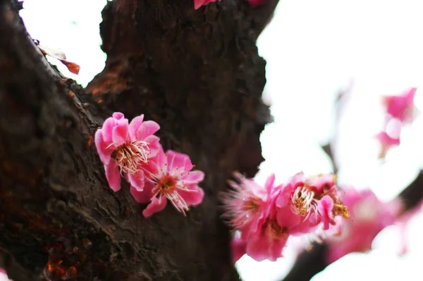 beautiful pink flower on a background of a tree