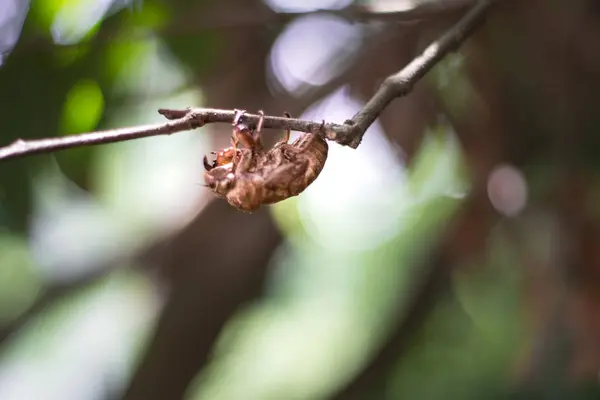 Insecto Fauna Naturaleza — Foto de Stock