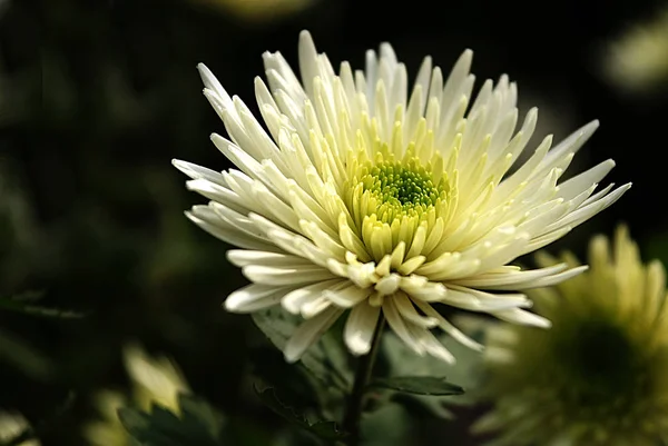 Nahaufnahme Der Schönen Blühenden Blume — Stockfoto