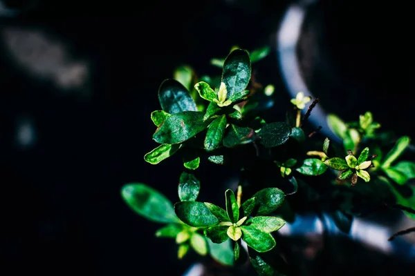 Hojas Verdes Sobre Fondo Negro — Foto de Stock