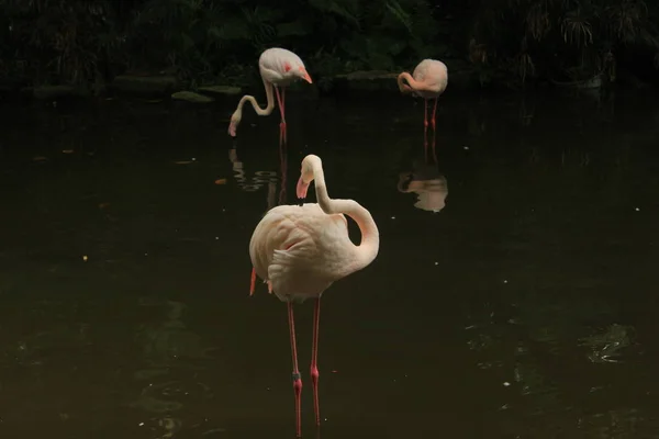 Flamingo Aves Flora Fauna — Fotografia de Stock