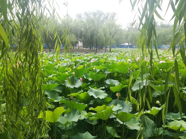 Planta Flores Nenúfar Estanque Loto — Foto de Stock