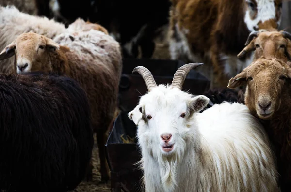 Domestic cattle at the farm