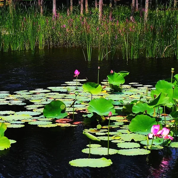 Vista Flores Loto Florecen — Foto de Stock