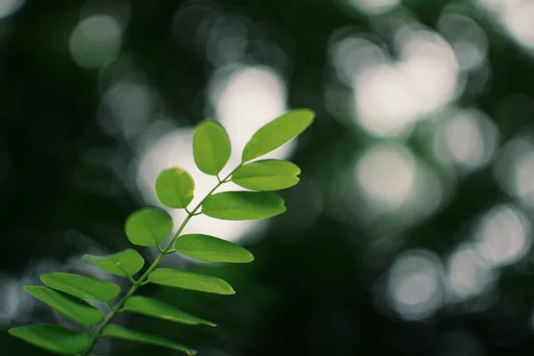 Hojas Verdes Follaje Flora — Foto de Stock