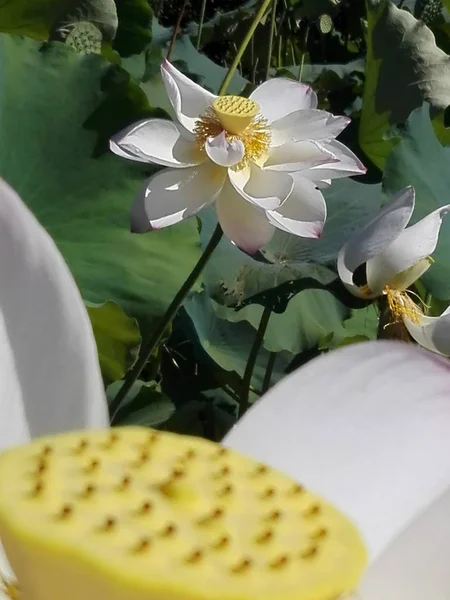 stock image lotus flower in pond