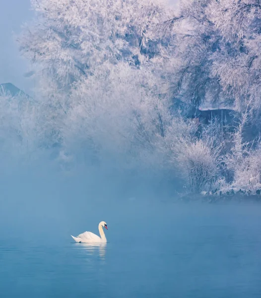 Swan Nadando Lago — Fotografia de Stock