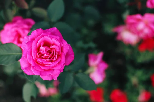 Hermosas Rosas Jardín — Foto de Stock