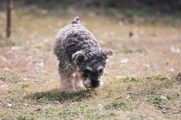 Lindo Perro Campo — Foto de Stock