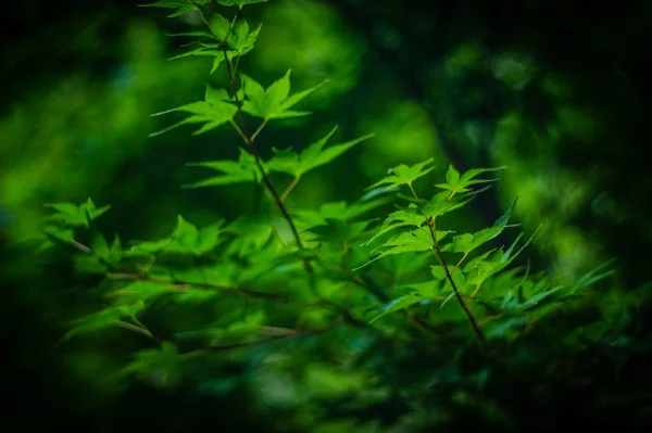 Flora Verde Del Bosque Hojas Naturaleza — Foto de Stock