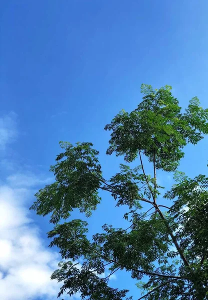 Ramas Árboles Flora Naturaleza — Foto de Stock