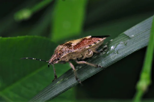 Insectos Flora Fauna Silvestres — Foto de Stock