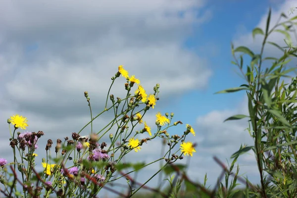 Hermosas Flores Del Valle Primavera — Foto de Stock